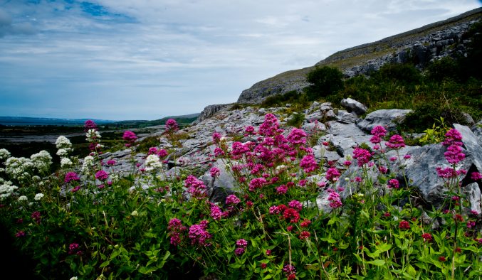 Flowers on the Burren