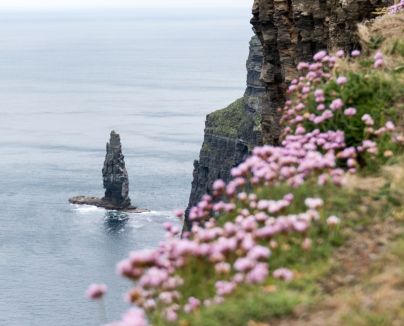 Summer arrives at the Cliffs of Moher