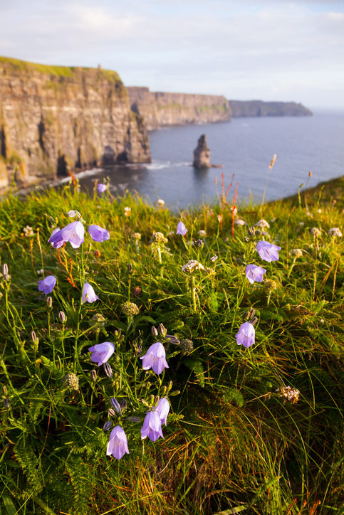 Cliffs of Moher with Wild flowers.