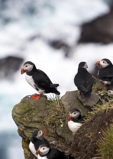 Puffins at Sea - Cliffs of Moher