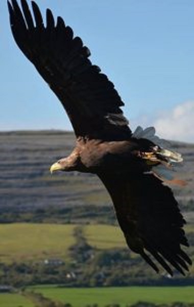 Eagle at Cliffs of Moher