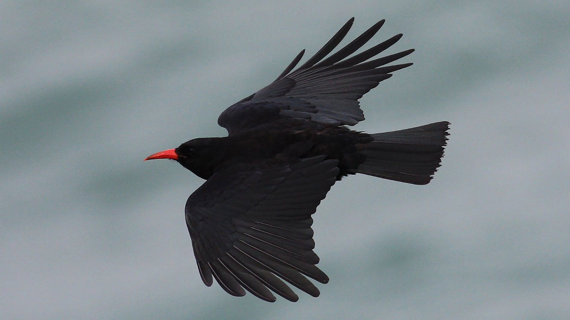 Chough