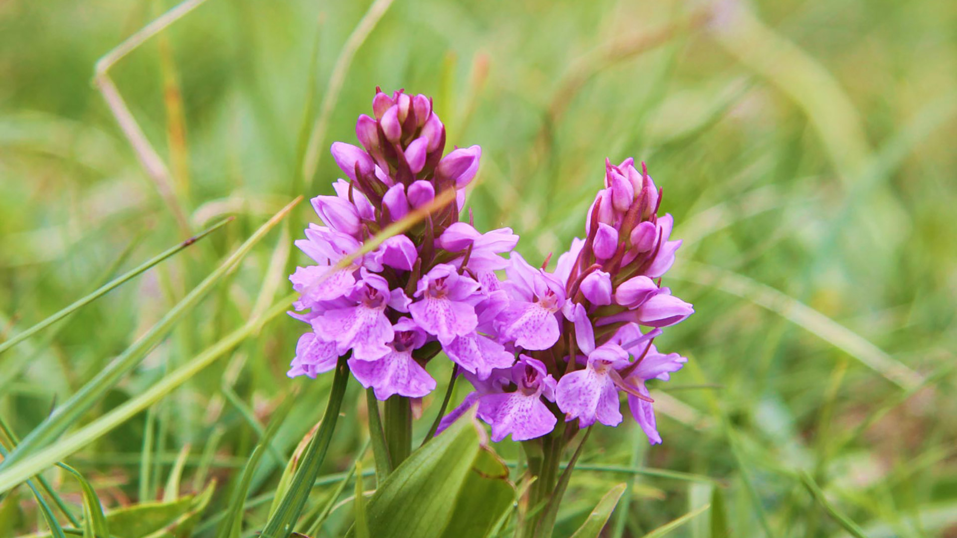 Common Spotted Orchid