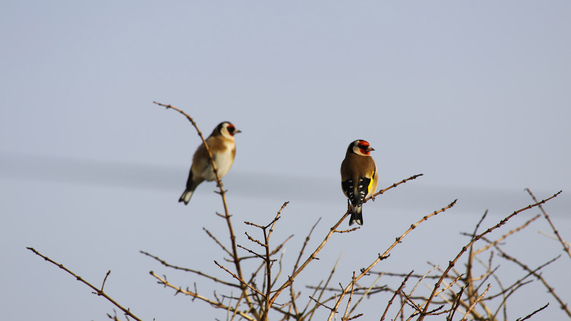 Finches