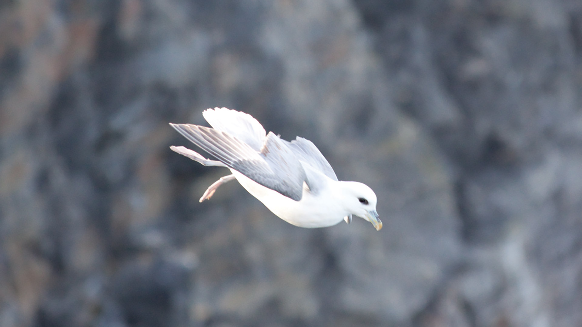 Fulmar Flying