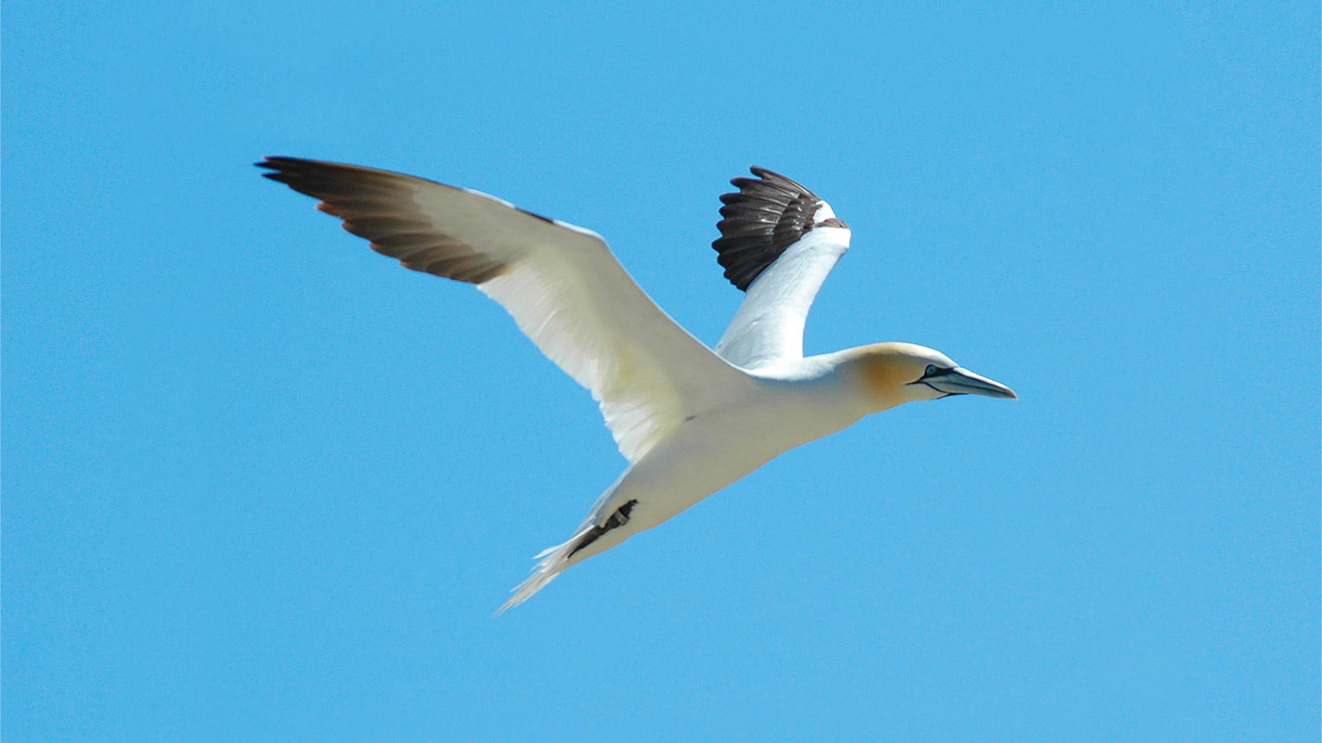 Gannet in flight