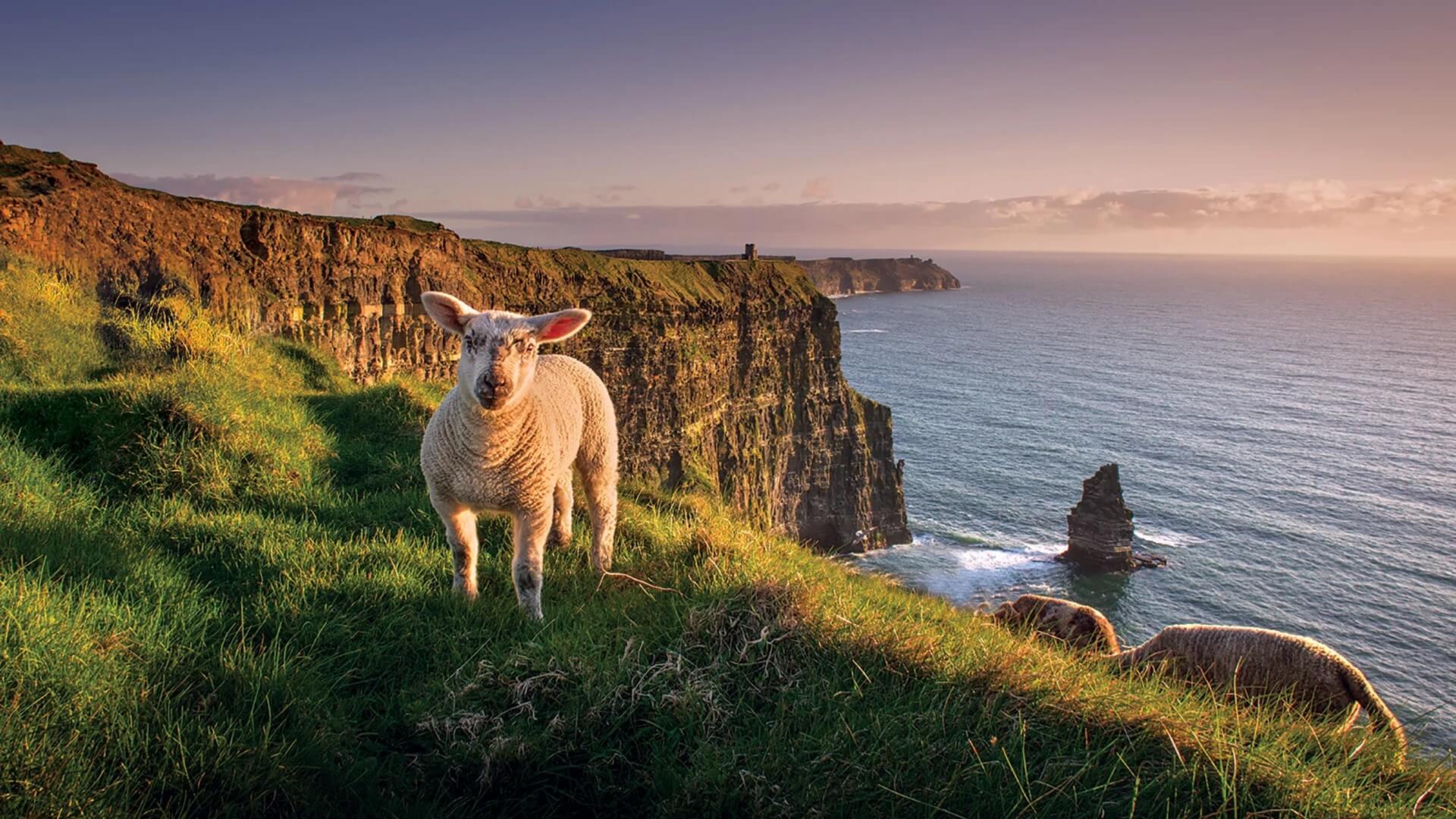 Sheep at the Cliffs