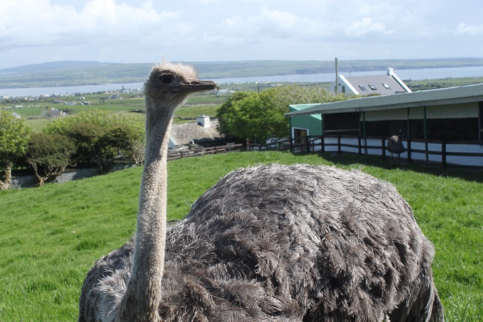 Moher Farm ostrich