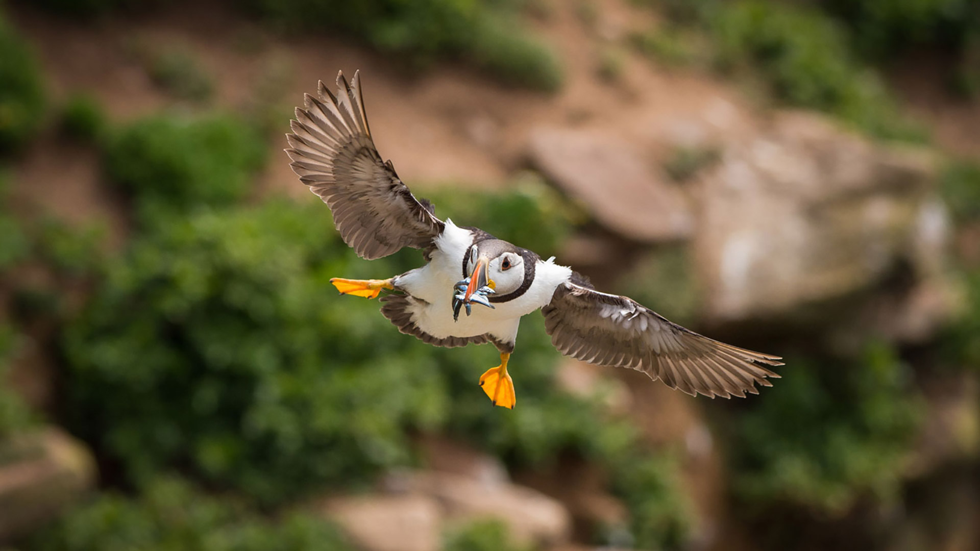 Puffin-in-Flight-George-Karbus-photographer