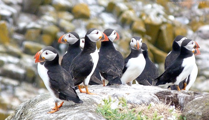 Puffins - Cliffs of Moher