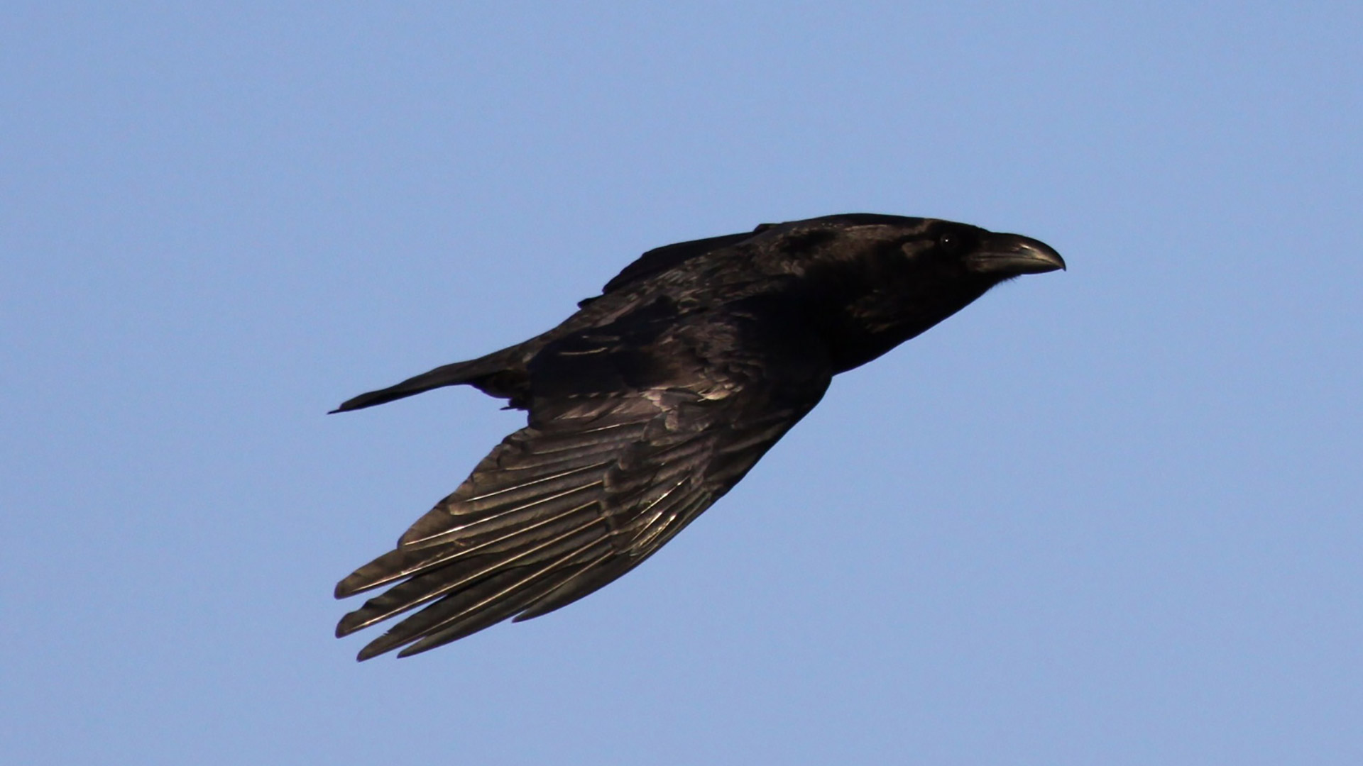 Raven