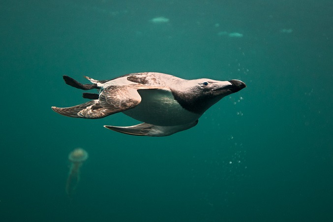 Razorbill under water