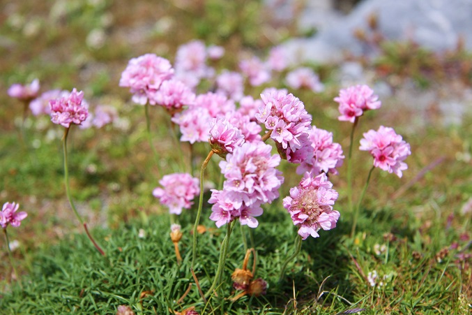 Cliffs of Moher Flowers