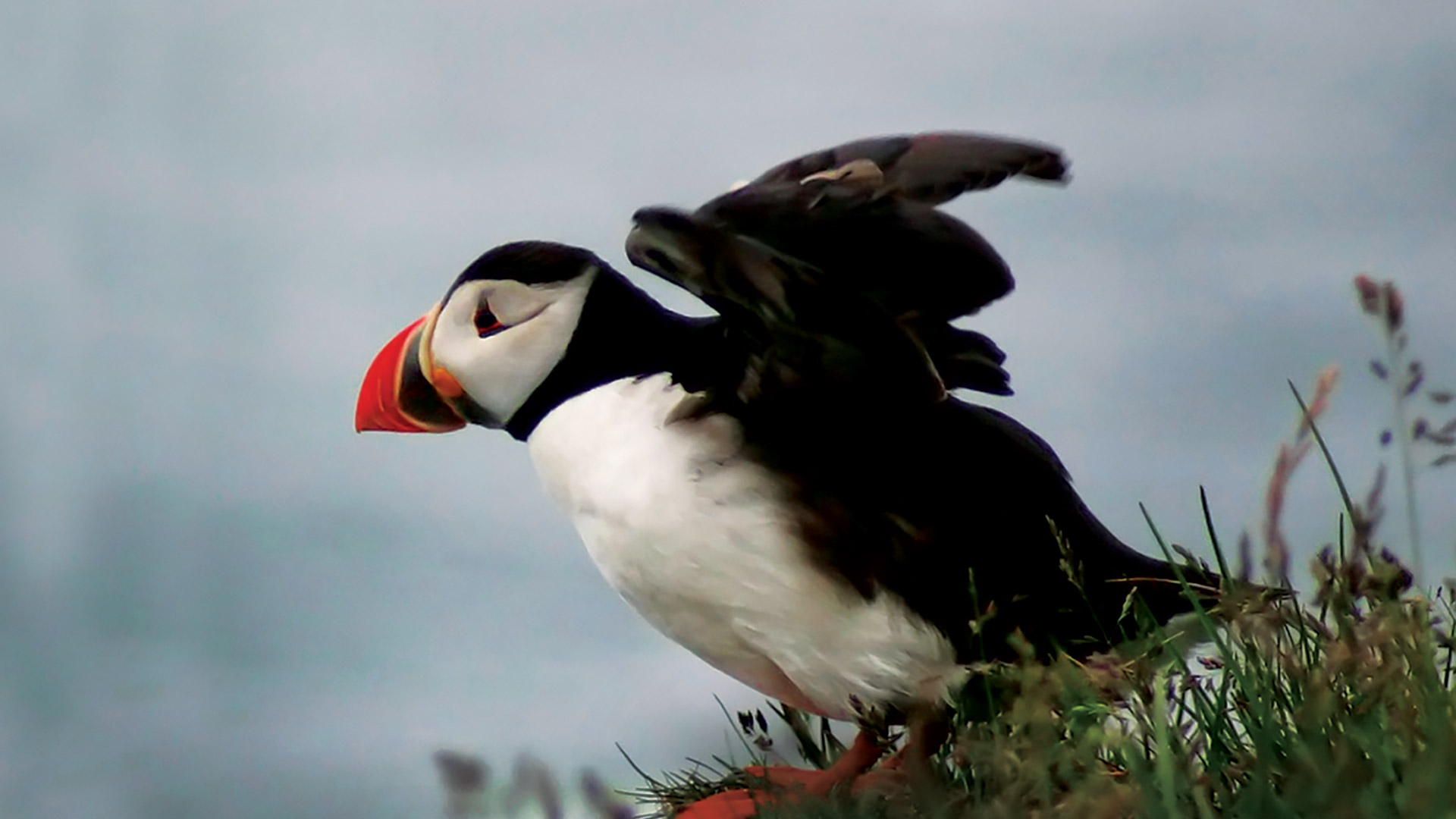 Puffin Wind Blowing