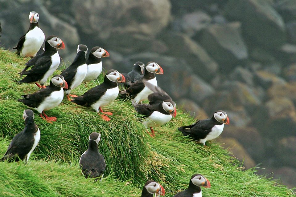 A gathering of Puffins