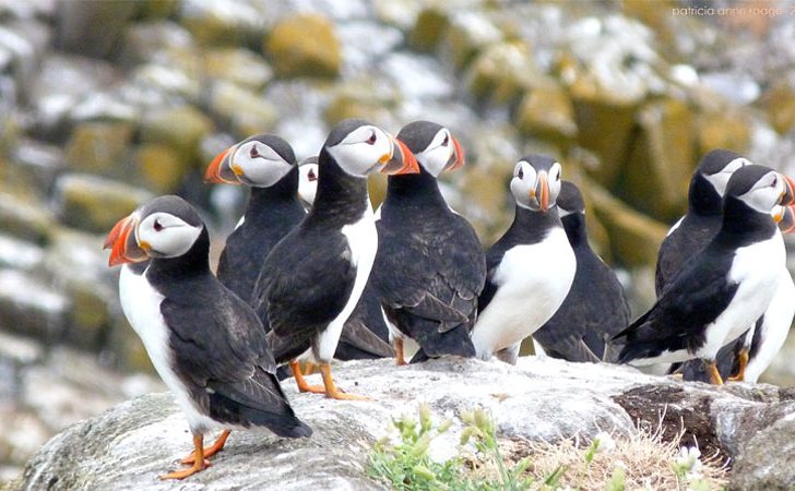 Cliffs of Moher Seabird Festival 2017