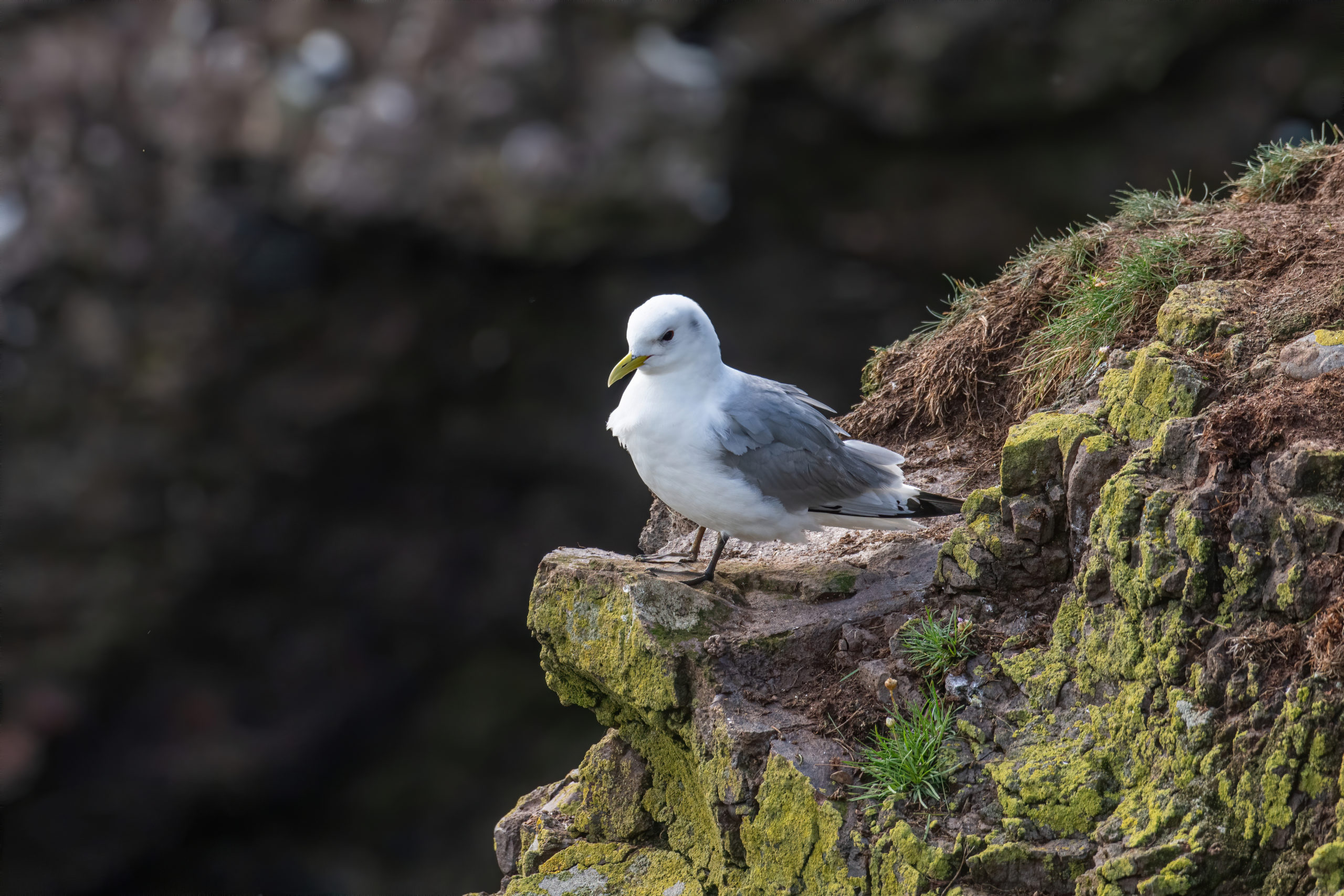 Kittiwake