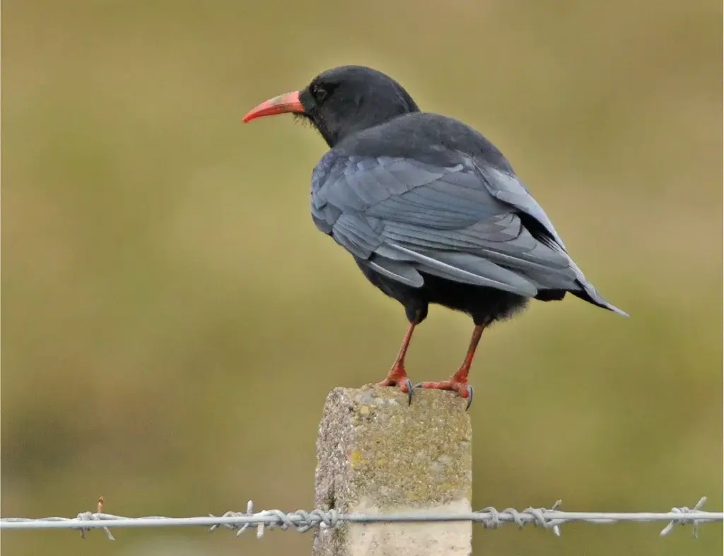 Chough Bird