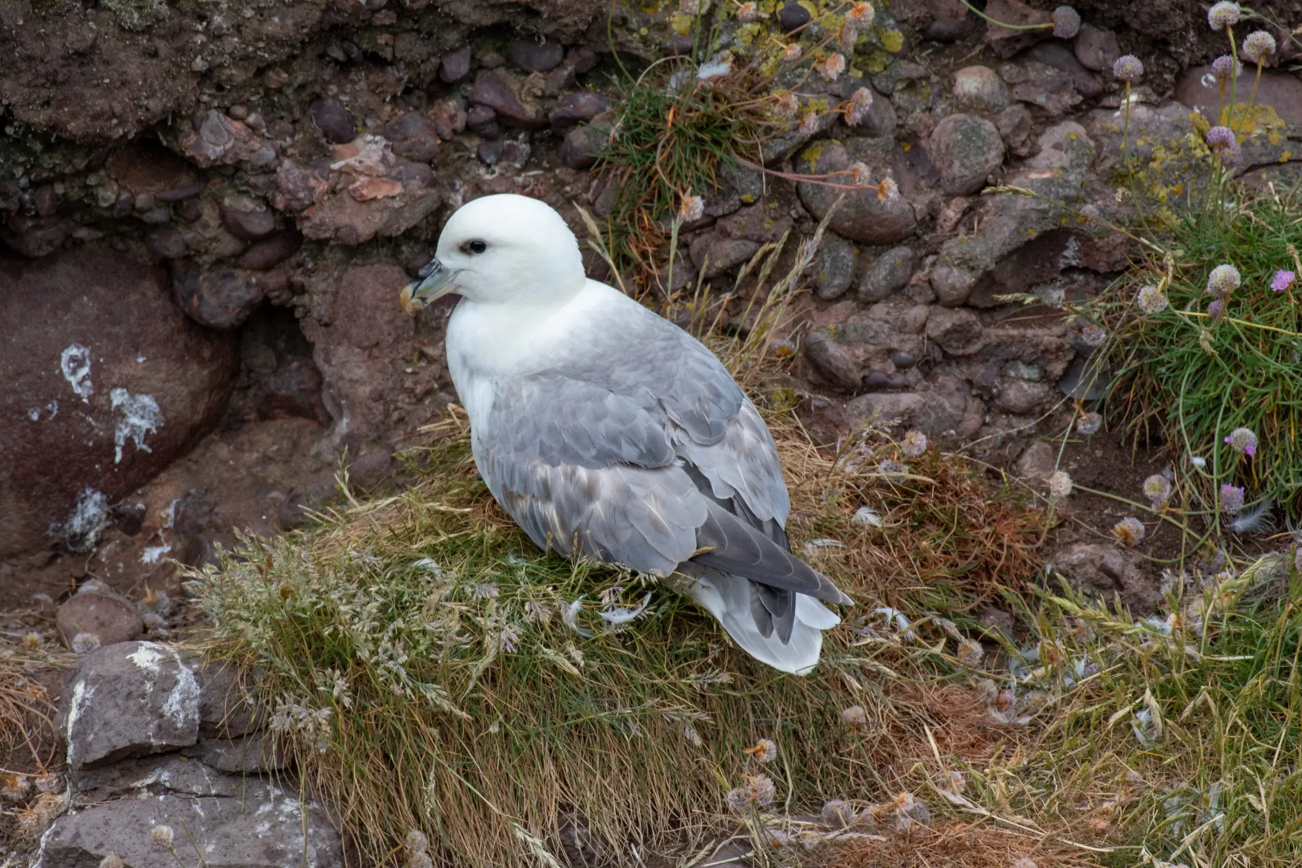 Fulmar at the Cliffs