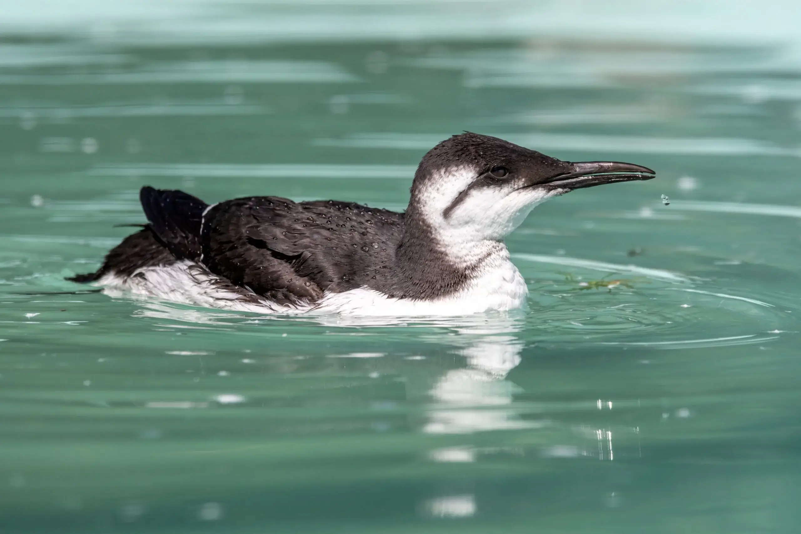 Guillemot at Sea