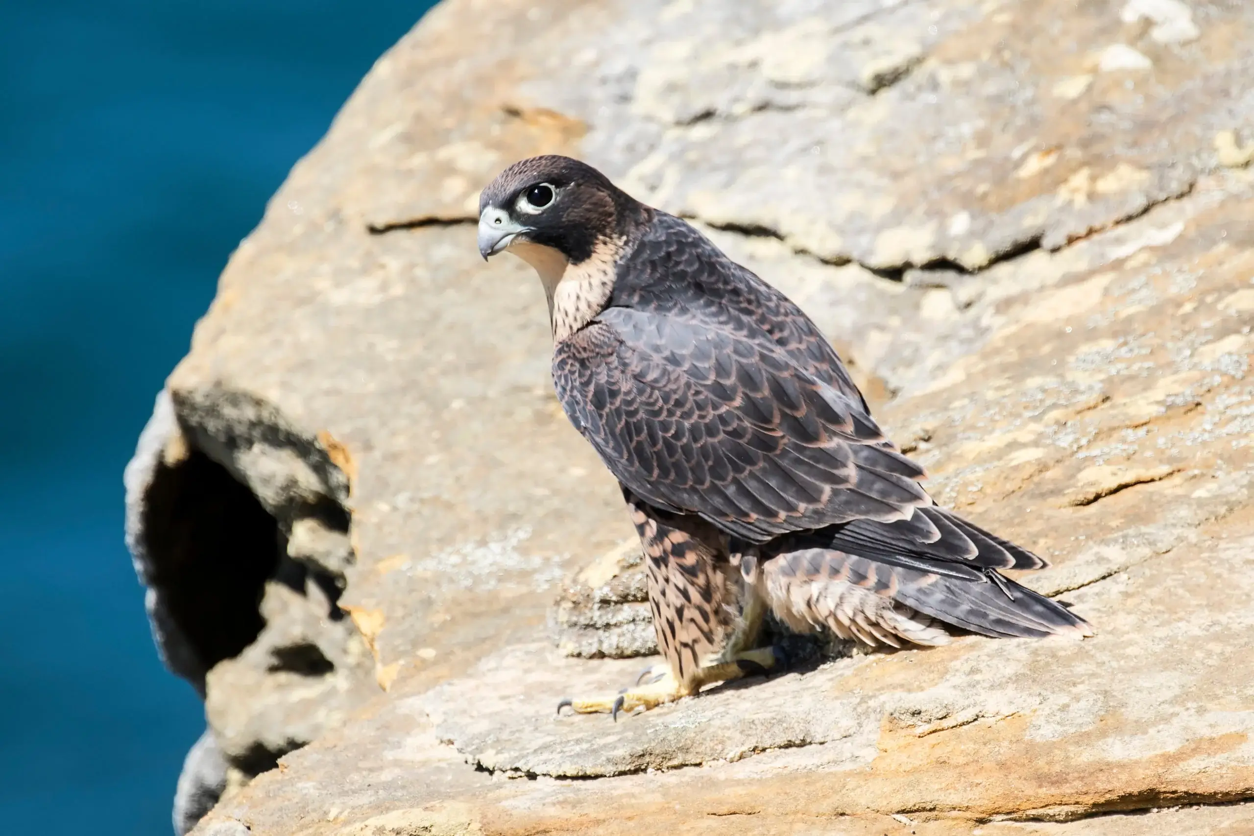 Peregrine Bird of Prey