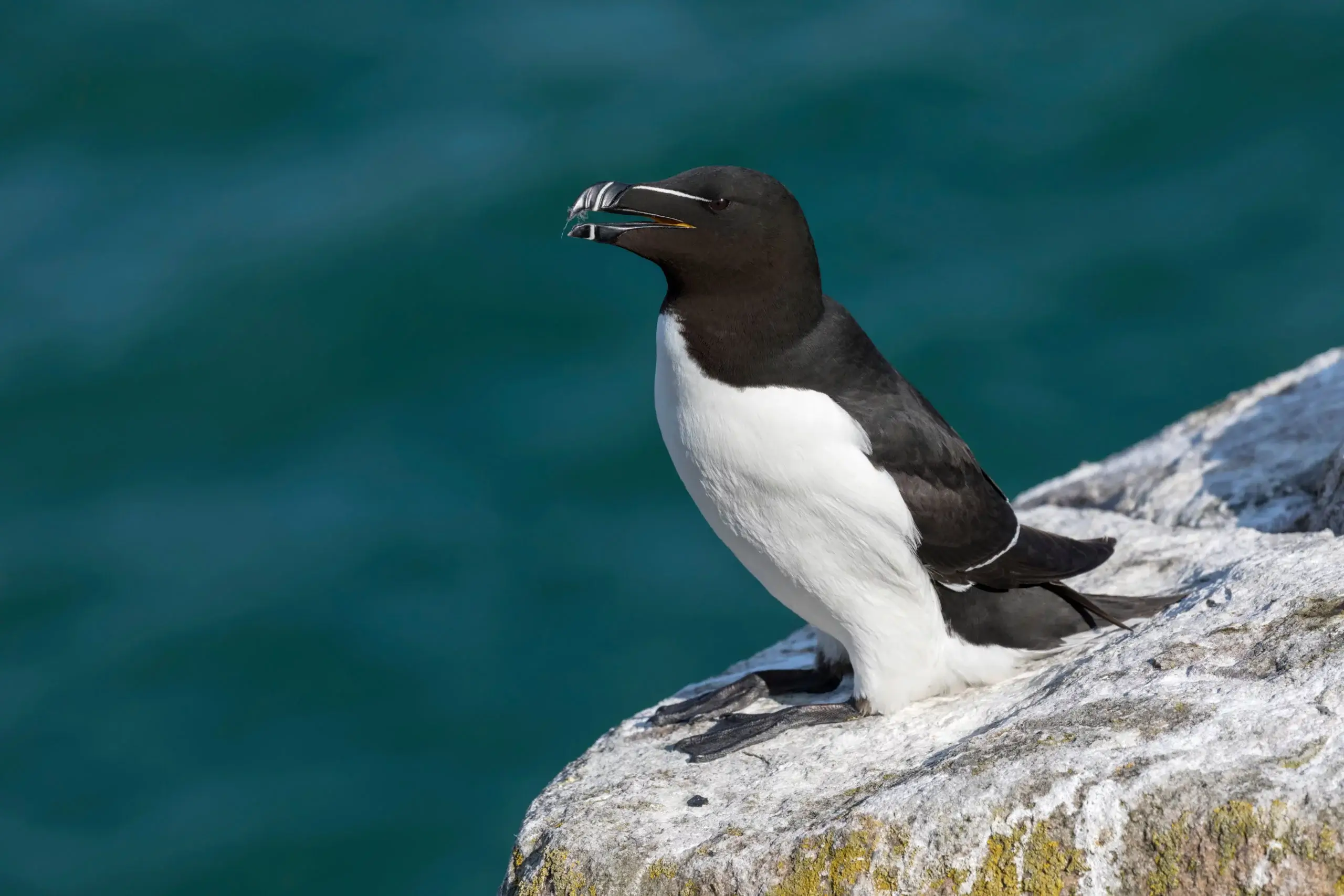 Razorbill at the Cliffs of Moher
