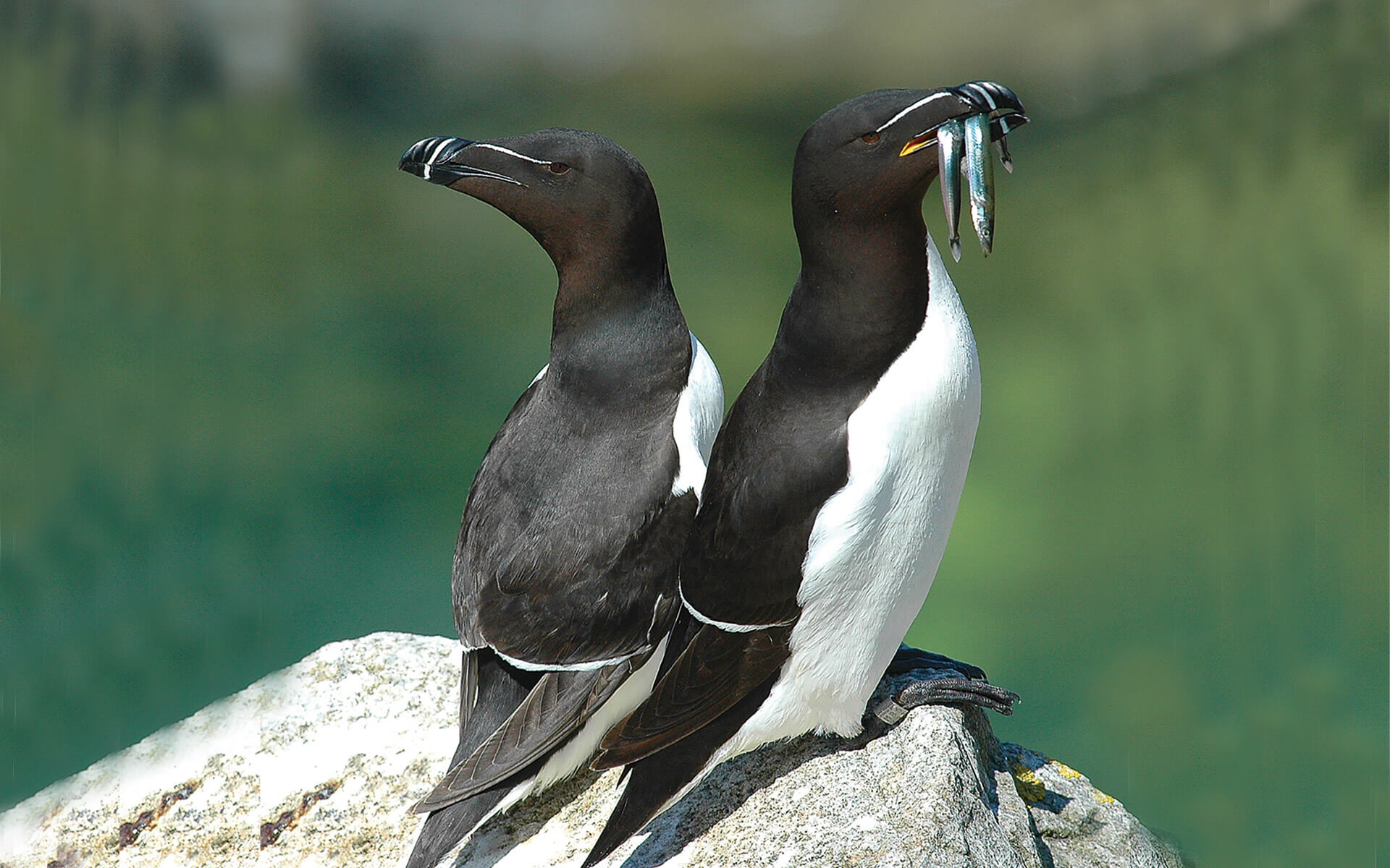 Seabirds Festival