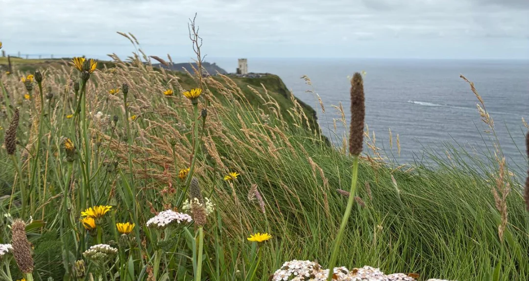 Image of wildflowers at the Cliffs of Moher
