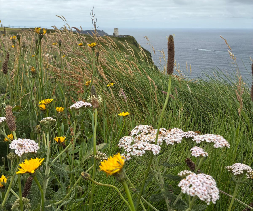 Image of Wild Flowers at the Cliffs of Moher