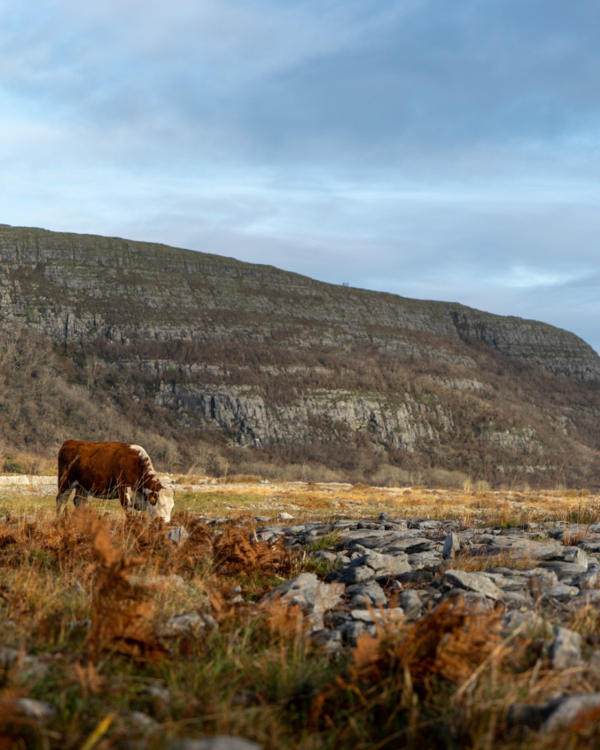 Image of Slieve Carran on a sunny day. A cow is in the foreground